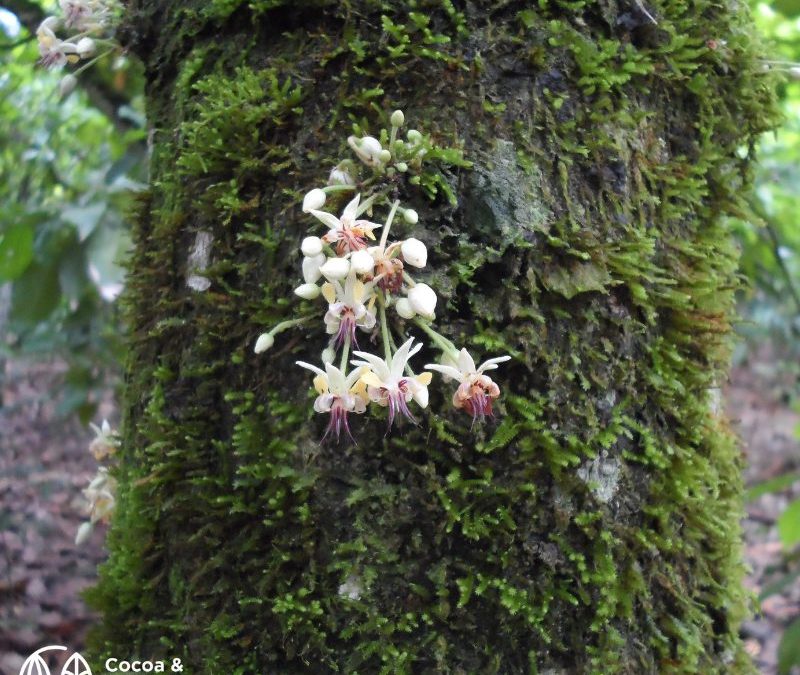 Transparence Cacao’s cocoa & forest initiative engagement by 2022