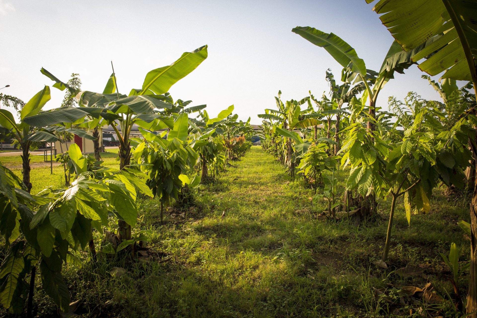 Site Plan Transparence Cacao
