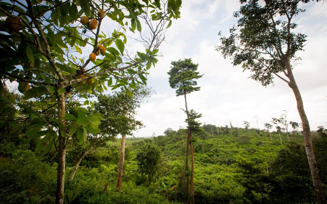 Publication d’un manuel des sytèmes agroforestiers par Transparence Cacao