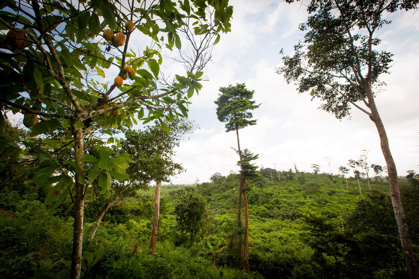 Publication d’un manuel des sytèmes agroforestiers par Transparence Cacao