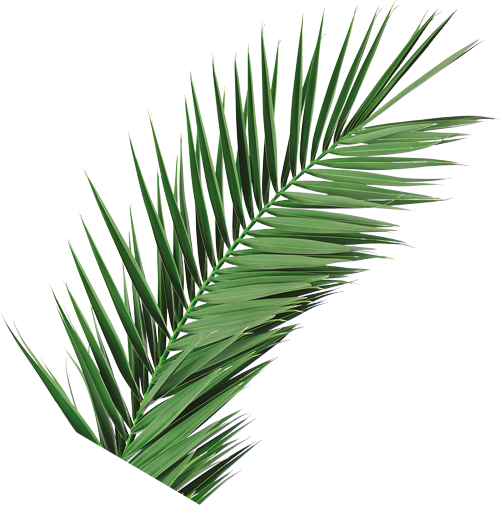 feuilles-05-petit