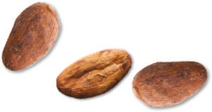 grains-cacao-01