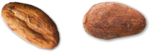 grains-cacao-03