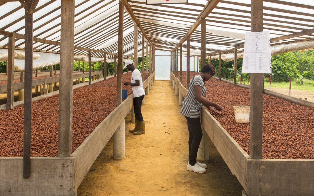Transparence Cacao, first field report
