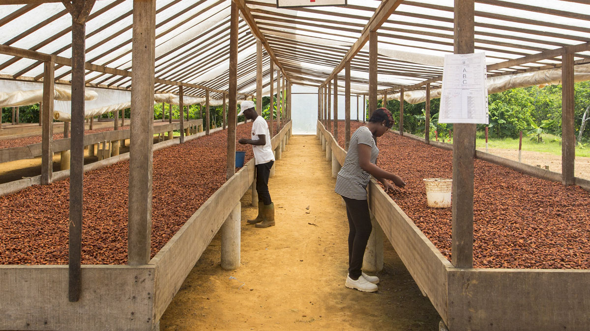 Transparence Cacao, first field report