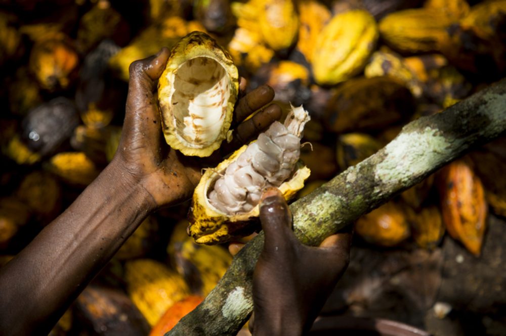 Transparence Cacao rejoint la fondation ICI