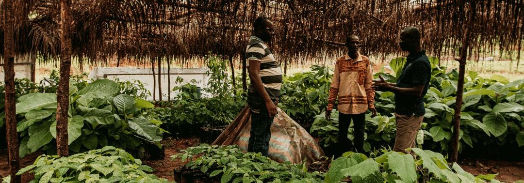 Rapport 2018-2019 de l’initiative cacao et forêts de Transparence Cacao