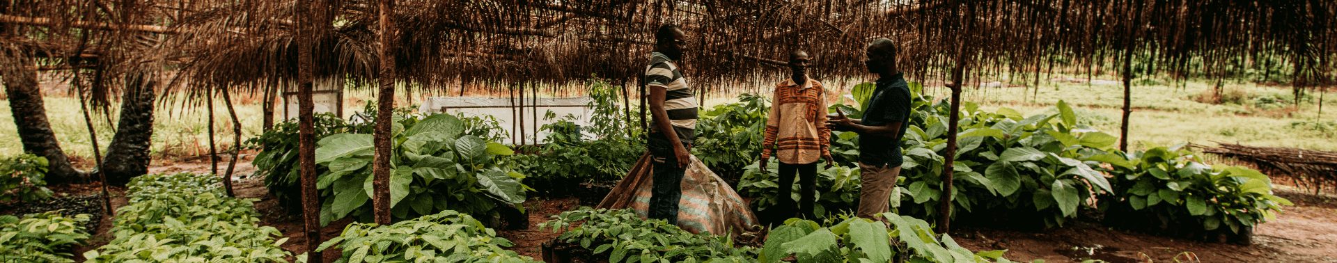 Rapport 2018-2019 de l’initiative cacao et forêts de Transparence Cacao