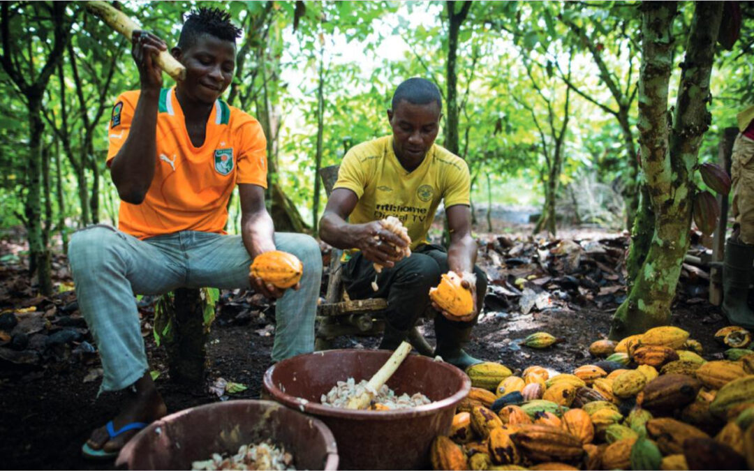 Transparence Cacao publishes his CFI 2022 report : The Cocoa and Forests Initiative is a collective action to stop cocoa-related deforestation