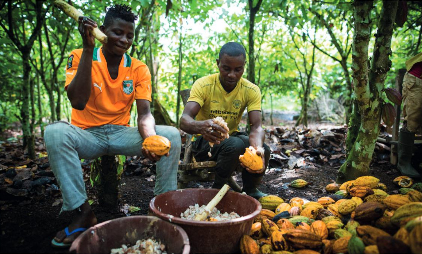 Transparence Cacao publishes his CFI 2022 report : The Cocoa and Forests Initiative is a collective action to stop cocoa-related deforestation