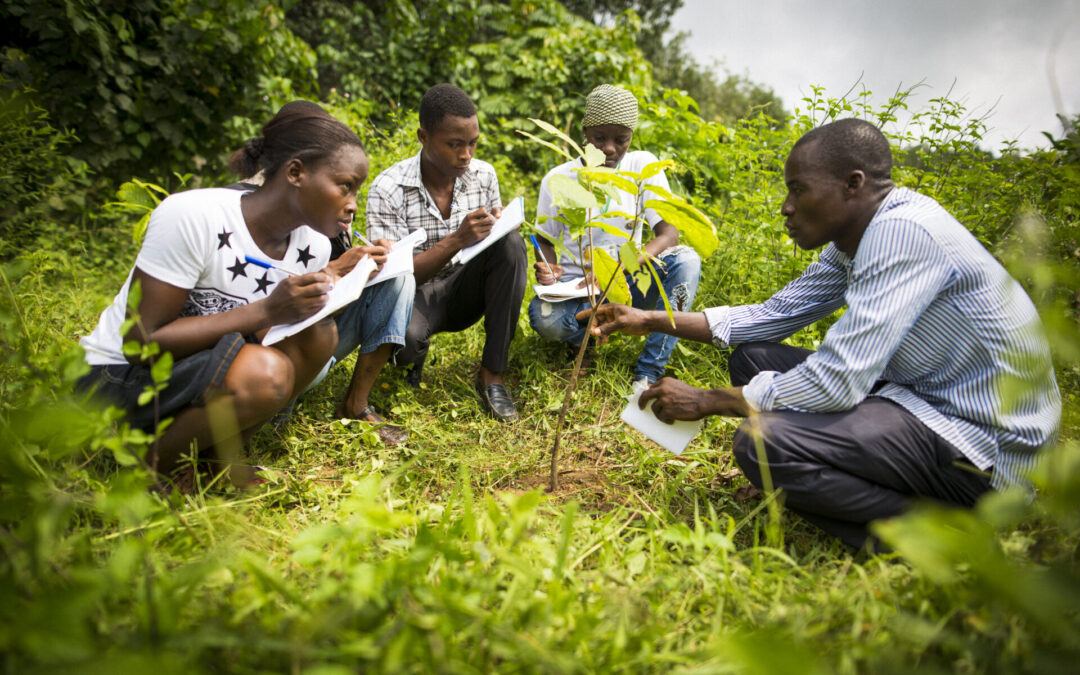 TRANSPARENCE CACAO : MISE EN LUMIÈRE DU PROGRAMME D’AGROFORESTERIE CÉMOI