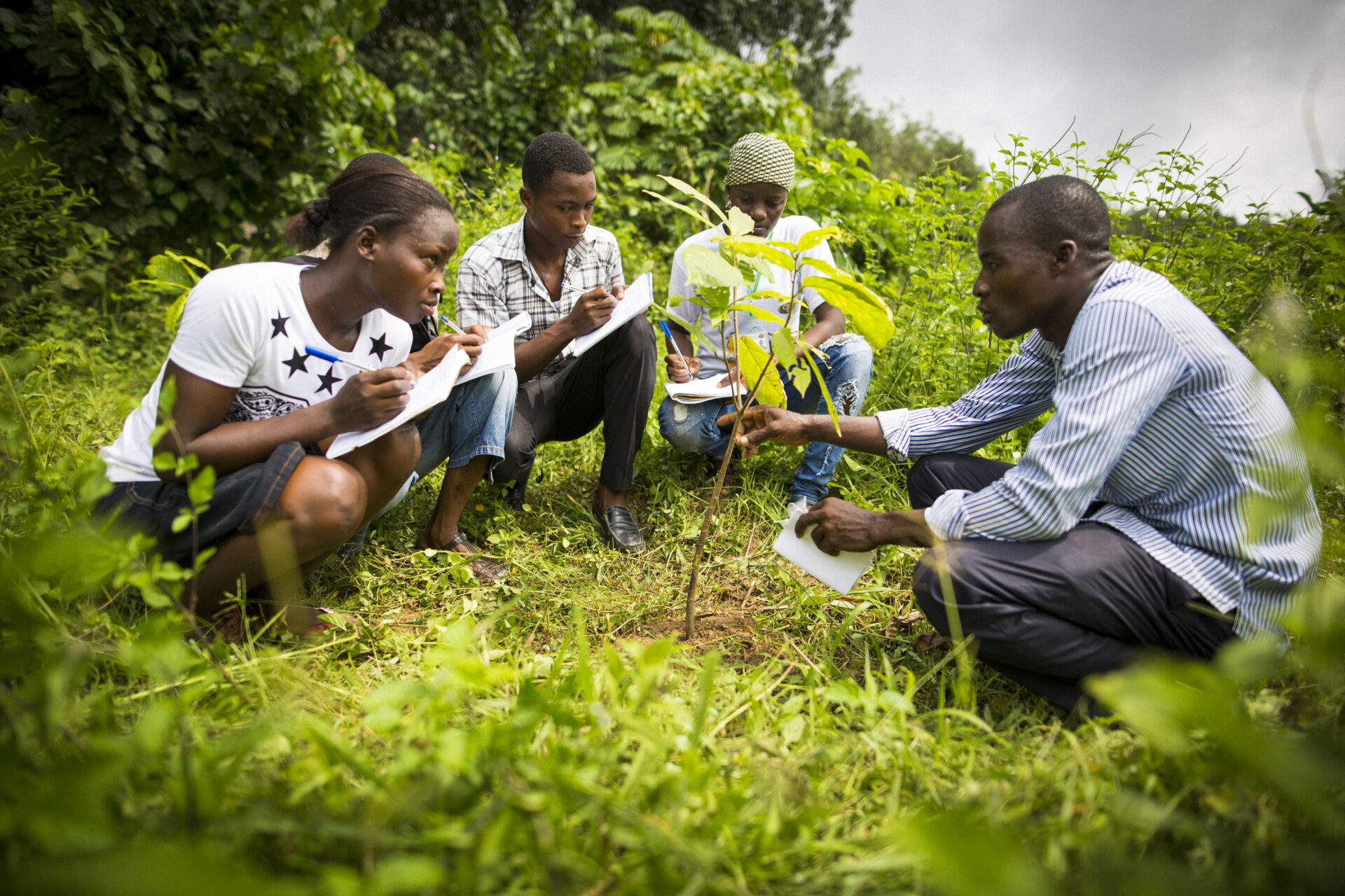 TRANSPARENCE CACAO : MISE EN LUMIÈRE DU PROGRAMME D’AGROFORESTERIE CÉMOI