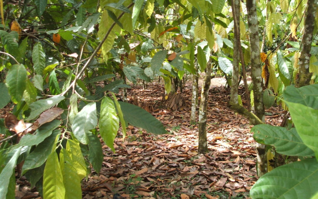 Towards a More Sustainable Cocoa Sector: Our Latest Cocoa & Forests Initiatives Report