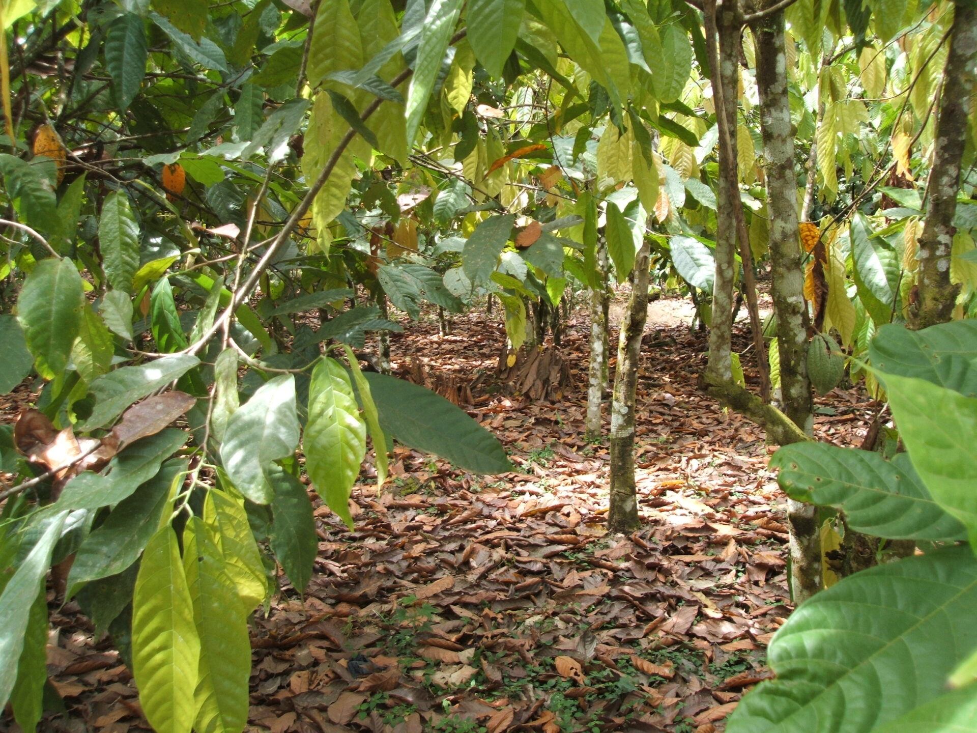 Vers une filière cacao plus durable : notre dernier rapport « Cocoa & Forests Initiatives »