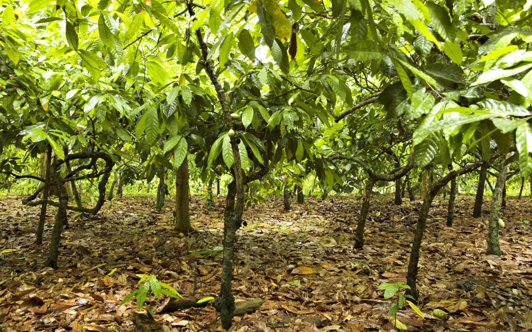 Traceability and the fight against deforestation: long-standing convictions for TRANSPARENCE CACAO