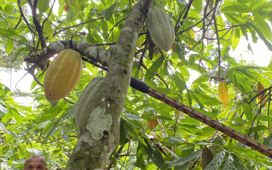Vers un cacao plus durable : notre dernier rapport sur l’Initiative Cacao & Forêts.