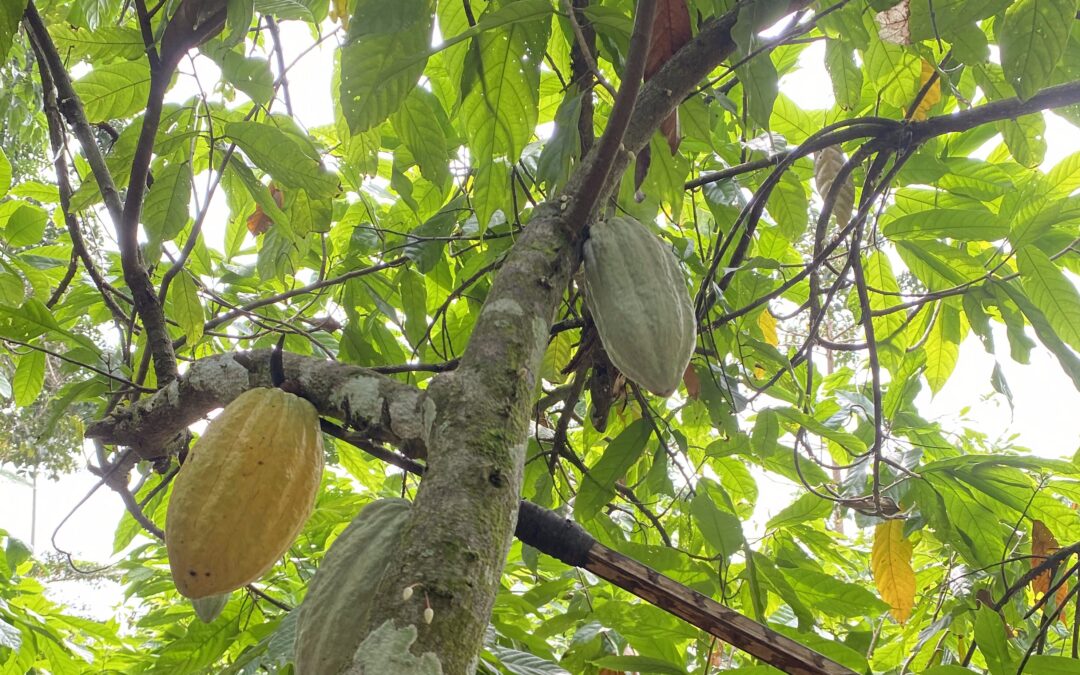 Progress toward more sustainable cocoa: highlights from our latest Cocoa & Forests Initiatives report
