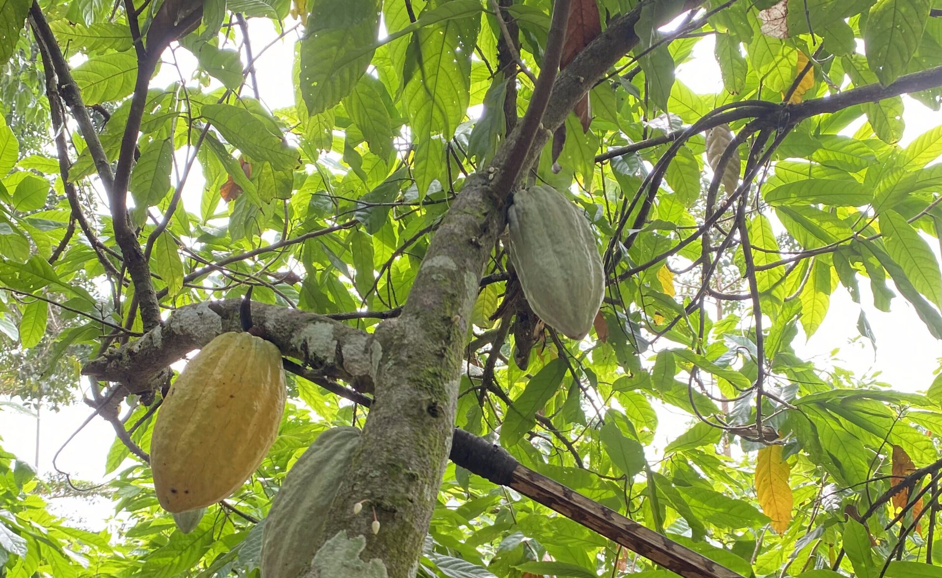 Progress toward more sustainable cocoa: highlights from our latest Cocoa & Forests Initiatives report