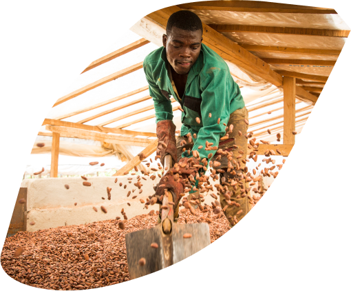 Récolte de fèves de cacao